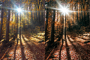10 Autumn Leaves Lightroom Presets, a Preset Add-On by RamsaGraphi (Thumbnail 4 of 10)