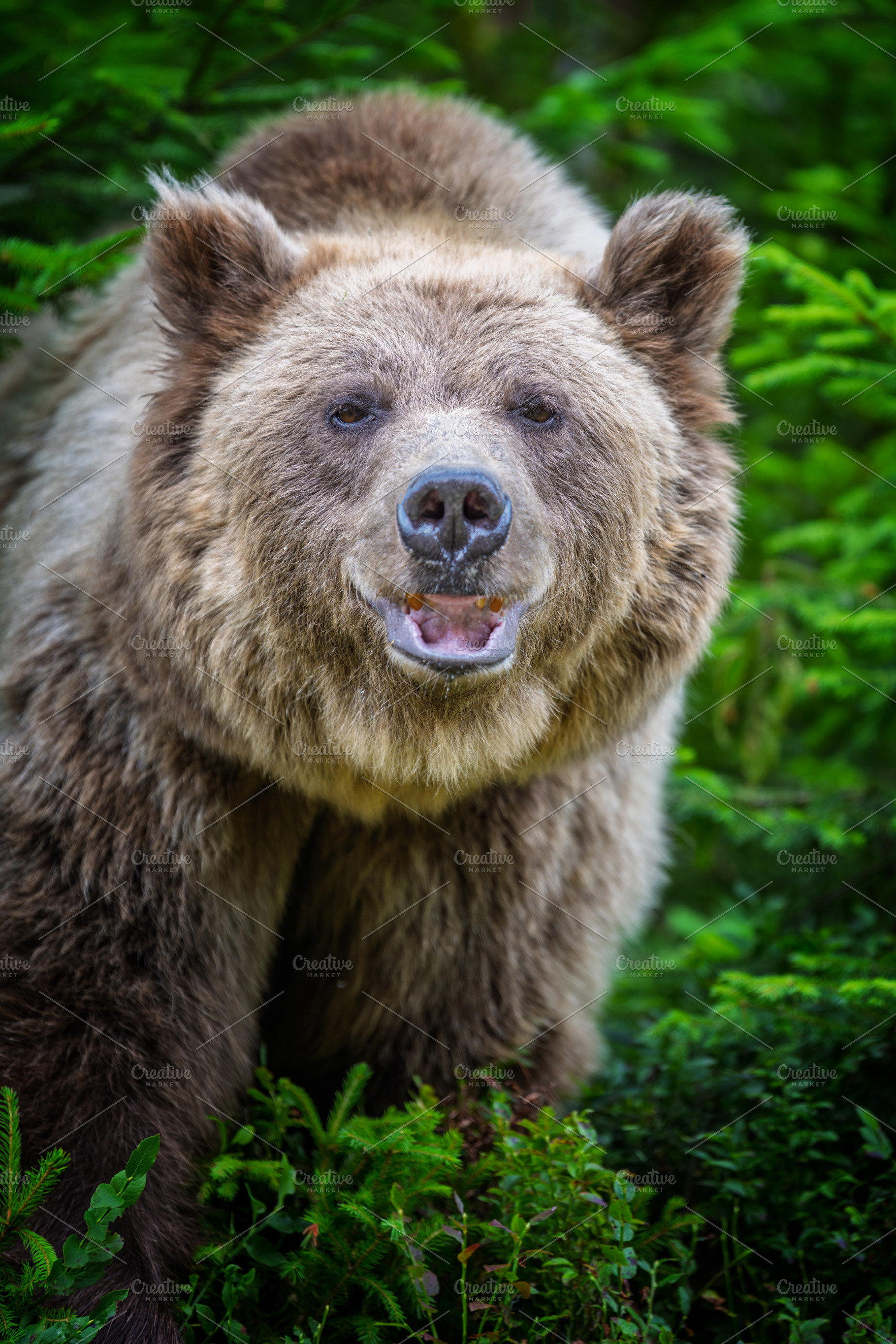 Brown bear with open mouth and visible teeth, standing in a natu, an Animal Photo by Byrdyak