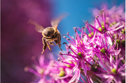 A bee, a pollinator, is gracefully