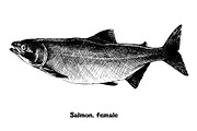 Fish collection, part 1, a Food Illustration by ZotovShop (Thumbnail 6 of 14)