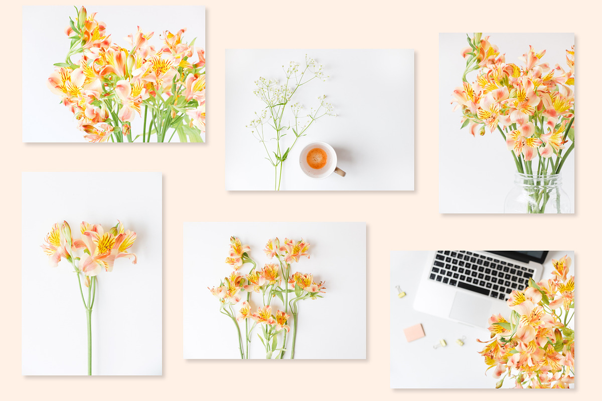 Spring flowers photo bundle featuring minimal, white, and orange, a Business Photo by Visual Bloom (Photo 2 of 3)