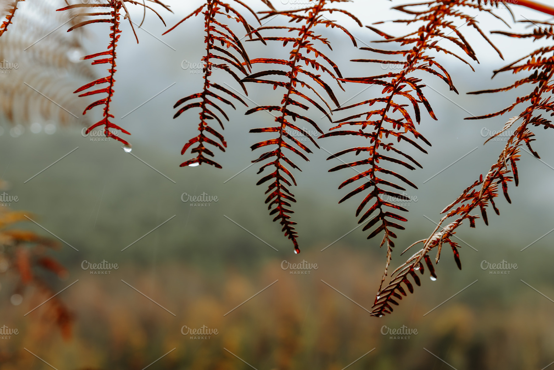 Autumn leaves with raindrops in the, a Nature Photo by Perpis