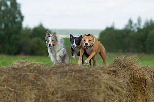 Dogs in the hay border collie and s featuring dog, animal, and pet