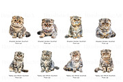 Scottish Fold Cat Clipart, Cat Breed, an Animal Illustration by BrushstrokeArtGB (Thumbnail 5 of 9)