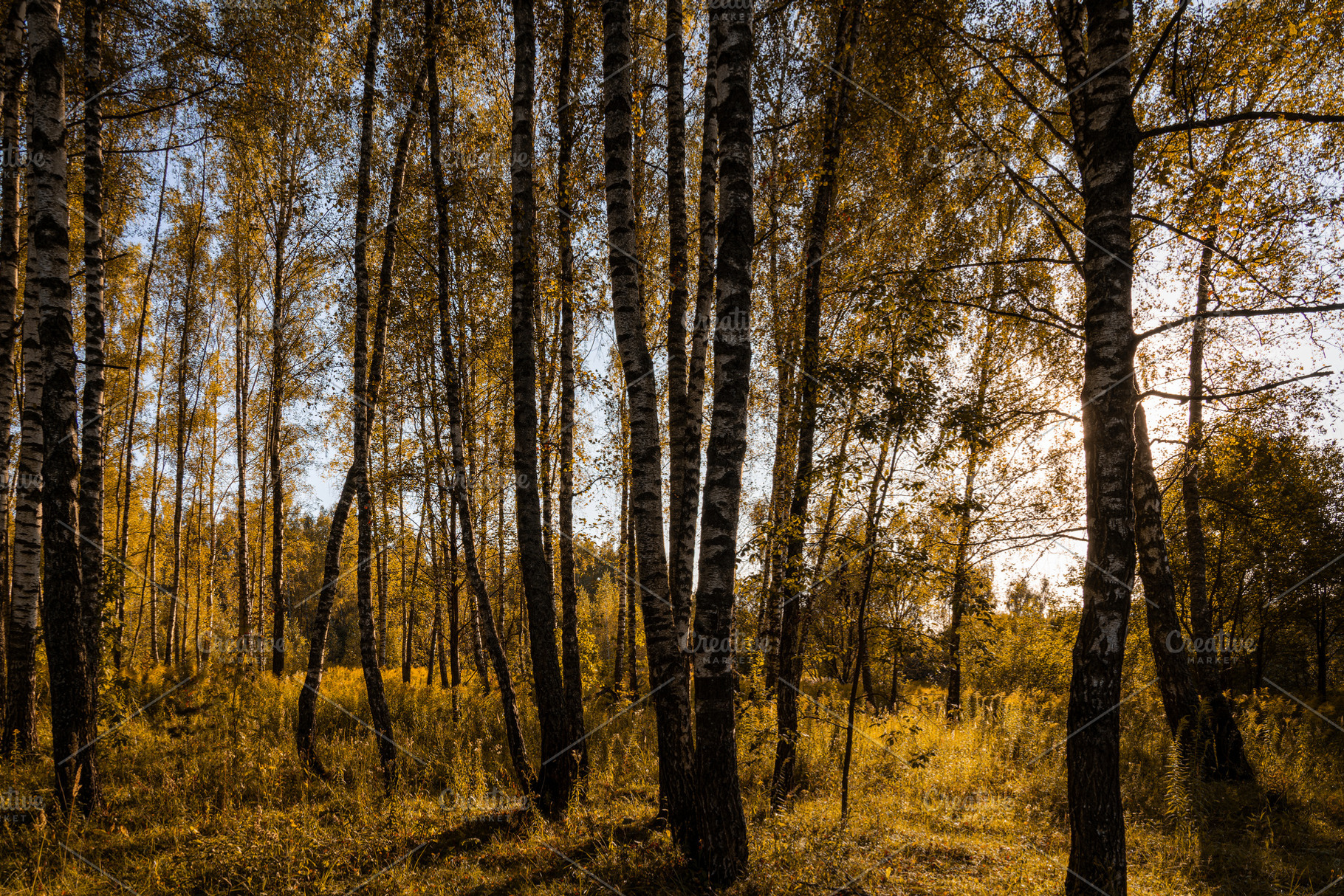 Sun setting through birch tree forest. Golden light illuminating autumn landsca, a Nature Photo by Eugene_Photo