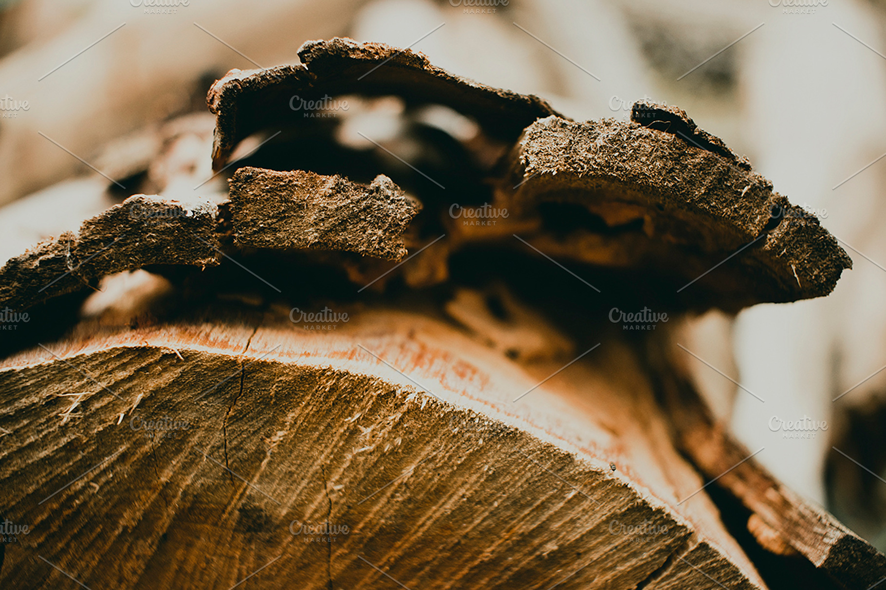 Detailed Peeling Bark Texture Photo, a Nature Photo by René Jordaan Photography