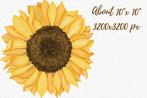 Sunflower Watercolor Clipart