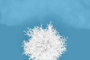 Snow Tree