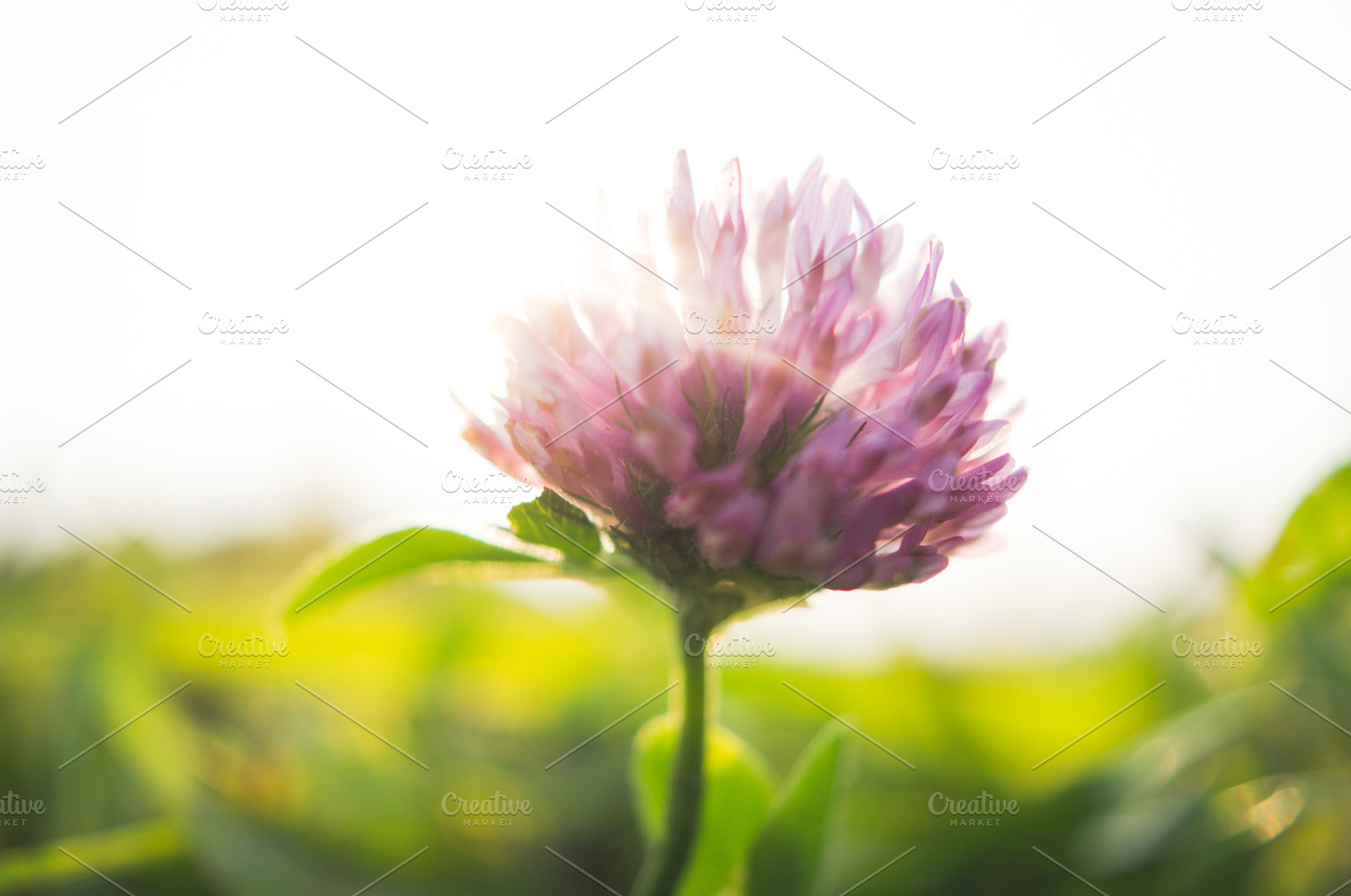 Clover and sunlight, a Nature Photo by Zibloidix