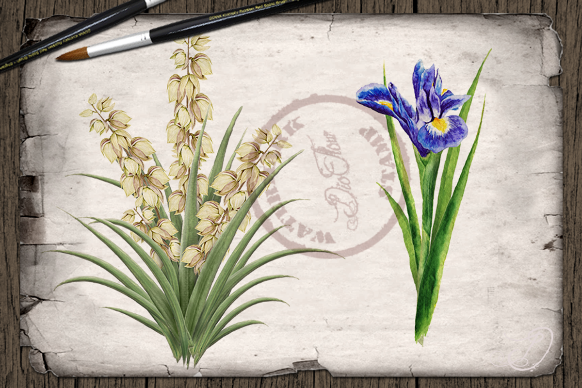 US State Flowers Part 2 Illustration, a Decorative Illustration by DioFlow (Photo 4 of 5)