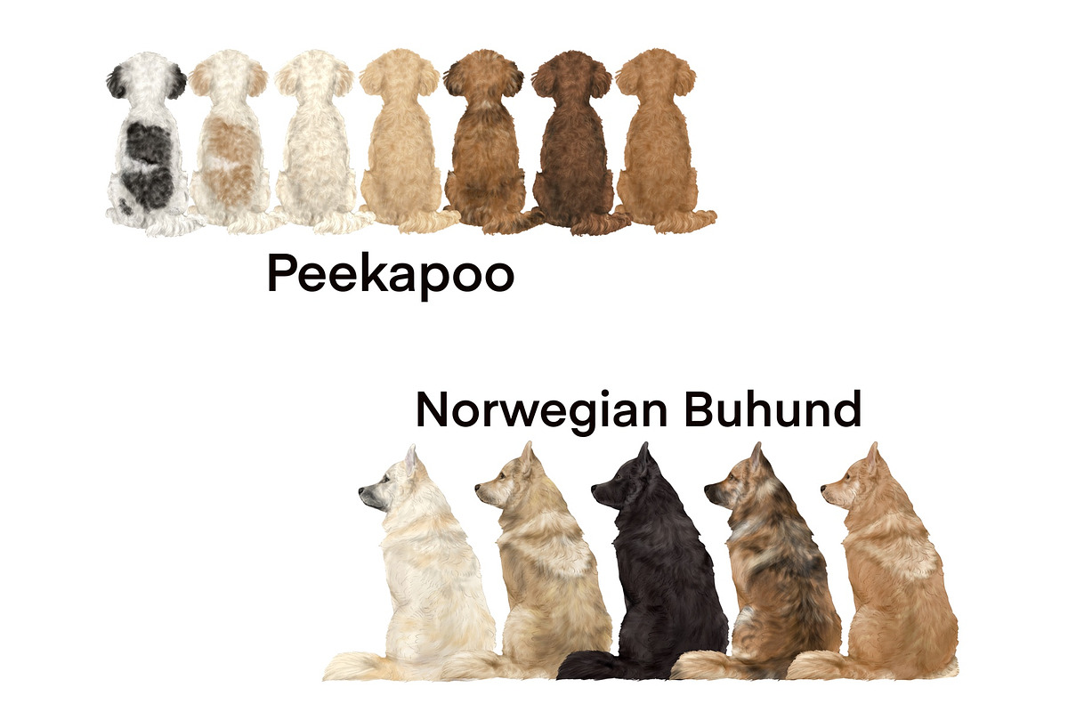 Watercolor Dog Clipart. Dog Breeds, an Animal Illustration by ColorfulPT (Photo 6 of 8)