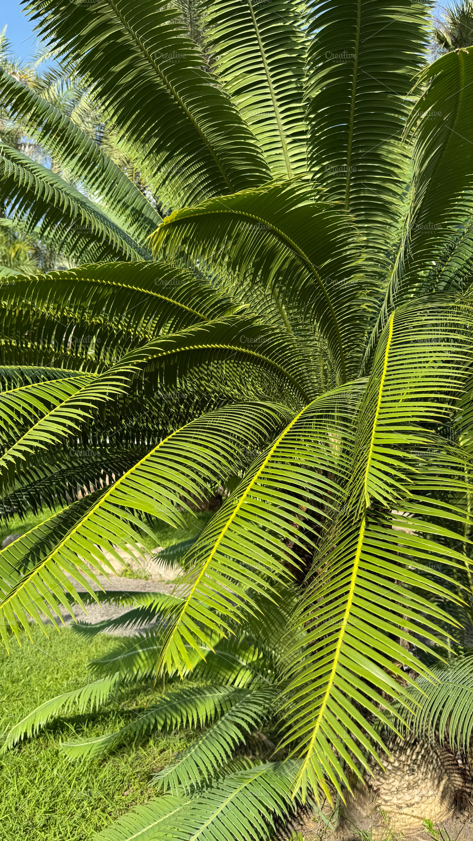 Sago palm tree in the garden, a Nature Photo by ArtBackground