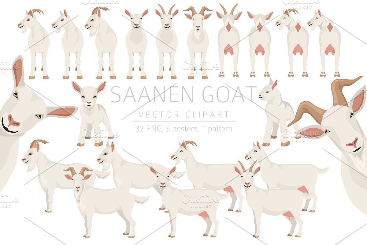 Saanen Goat, an Animal Illustration by pet design shop (Photo 1 of 5)