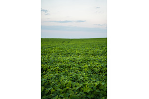 Green soybean field extending to the, a Nature Photo by volodymyrshtun13795