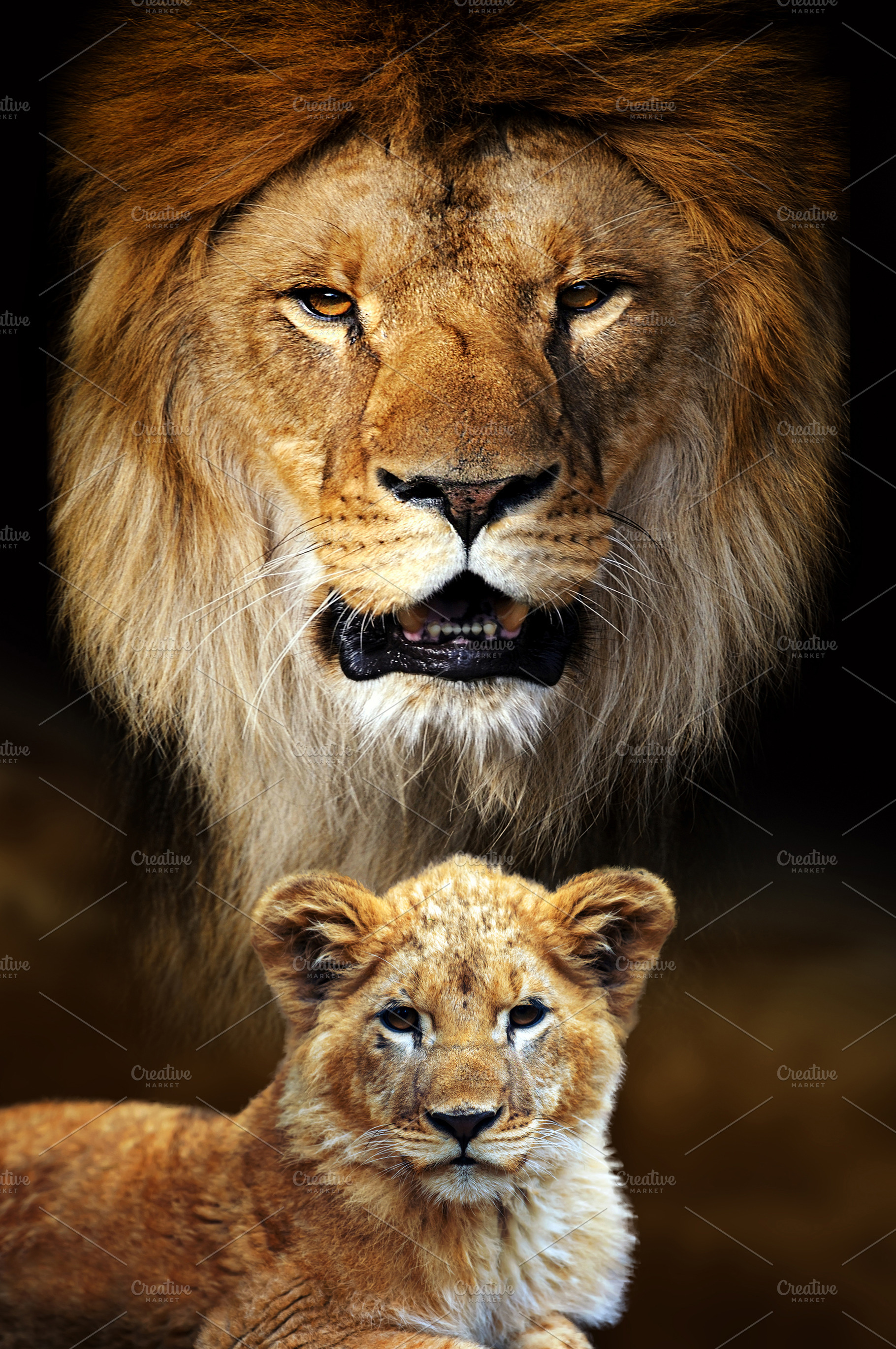Male lion and cub portrait on savann containing lion, animal, and