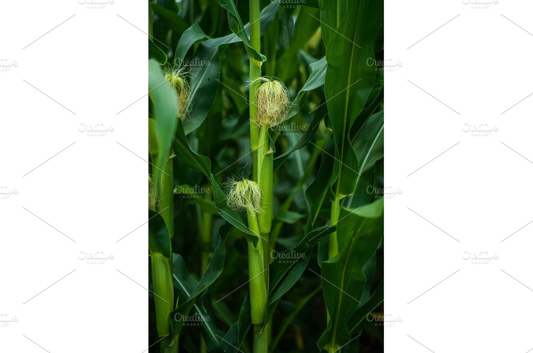 Close-up of corn stalks with fresh, a Nature Photo by volodymyrshtun13795