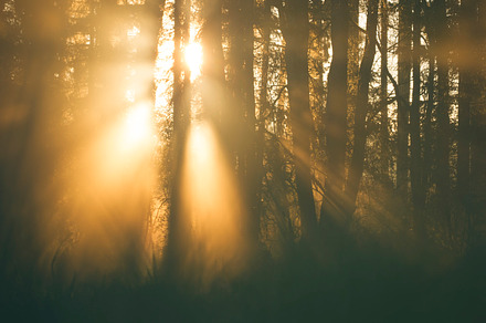 Misty Forest
