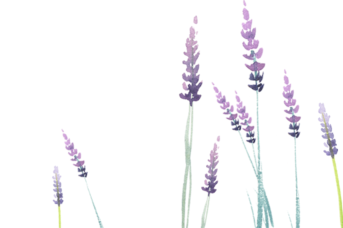 Watercolor Lavender clipart set, an Illustration by masha gross (Photo 2 of 3)