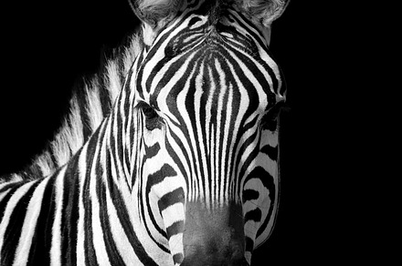 Zebra on dark background containing zebra, animal, and wild, an Animal Photo by Byrdyak