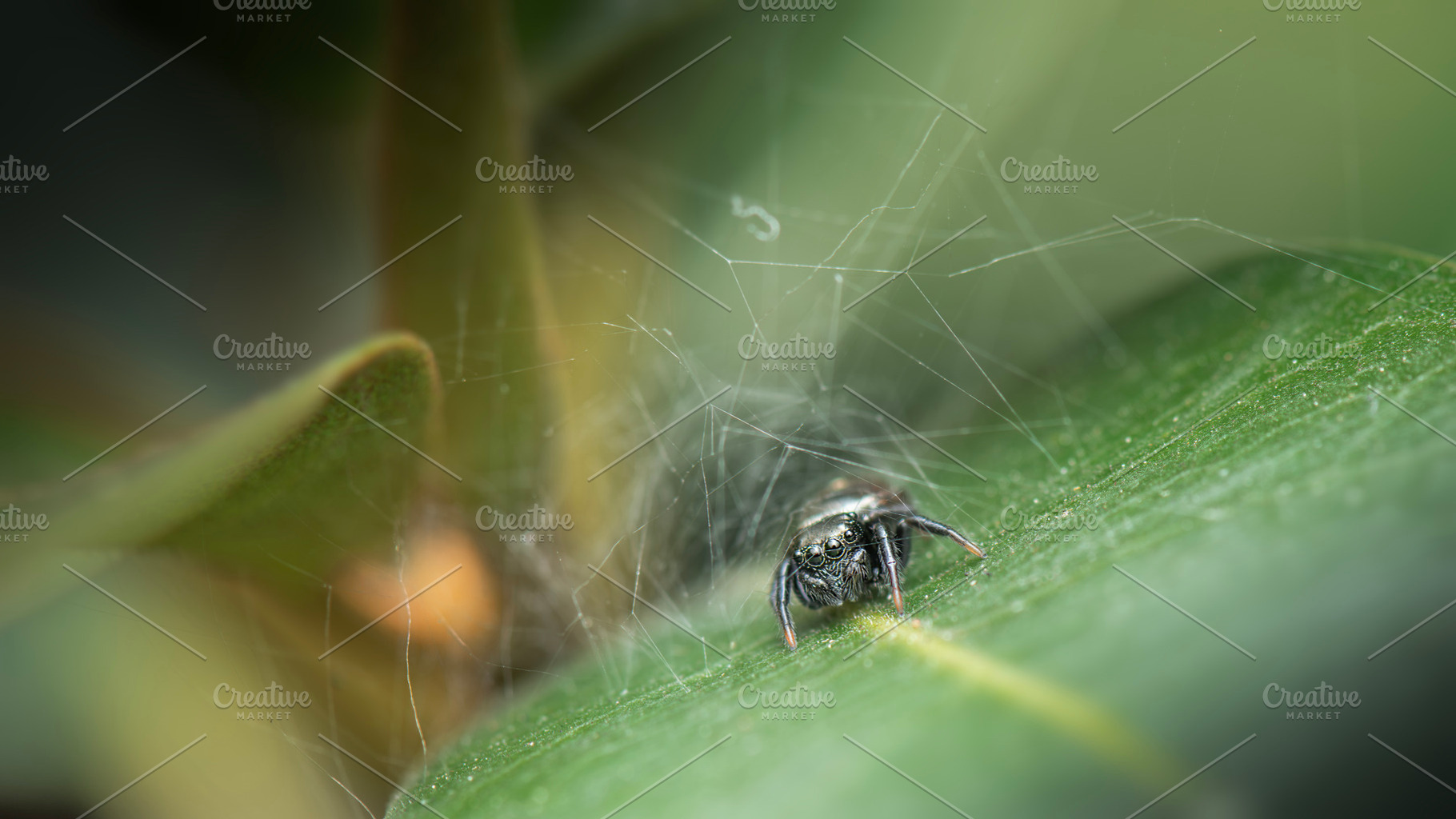 Ant-eater Jumping Spider, an Animal Photo by Rob D Animal Photography