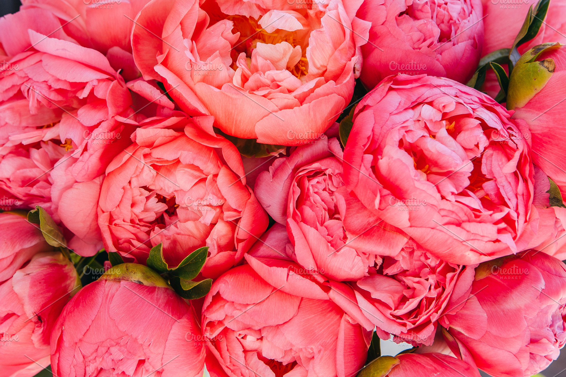 Coral and pink peony background featuring peony, peonies, and peony background, a Nature Photo by Fargana