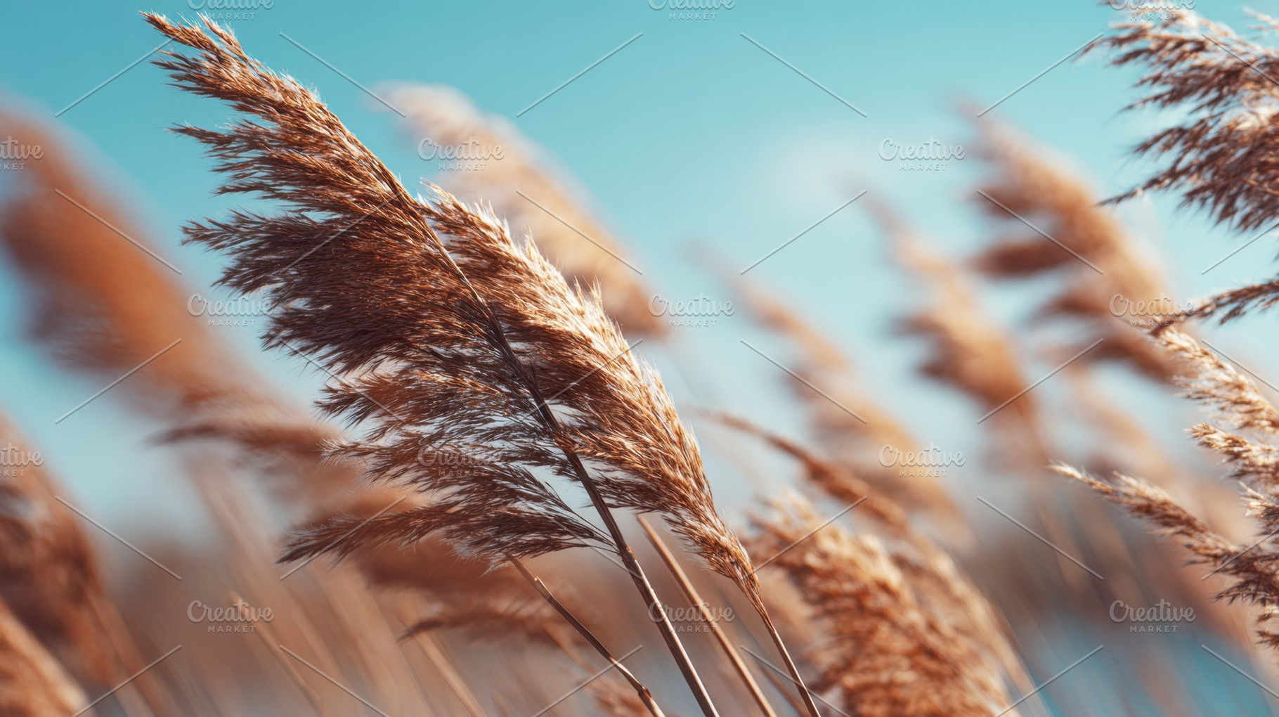 Wind in tall grass by water, a Photo by Beautiful things