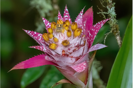 Delicate red blossom in a natural, a Nature Photo by ZinetroN