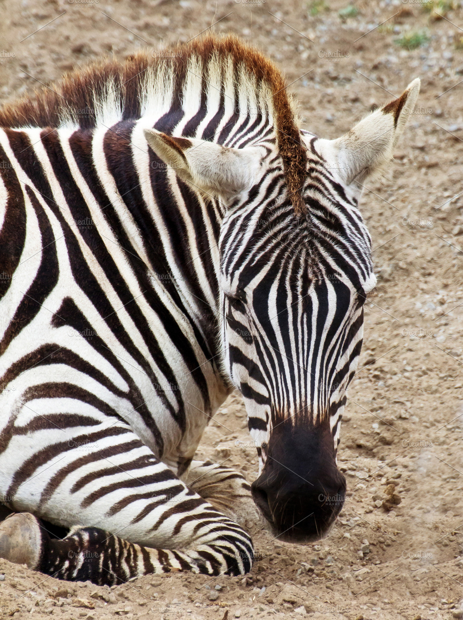 Zebra Featuring Animal Picture And Photo