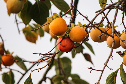Persimmon tree with rippen fruits