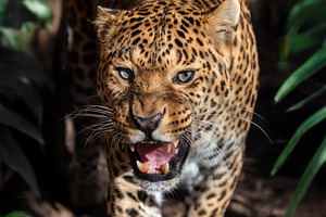 A fierce leopard prowls through lush greenery, showcasing its st, an Animal Photo by Byrdyak