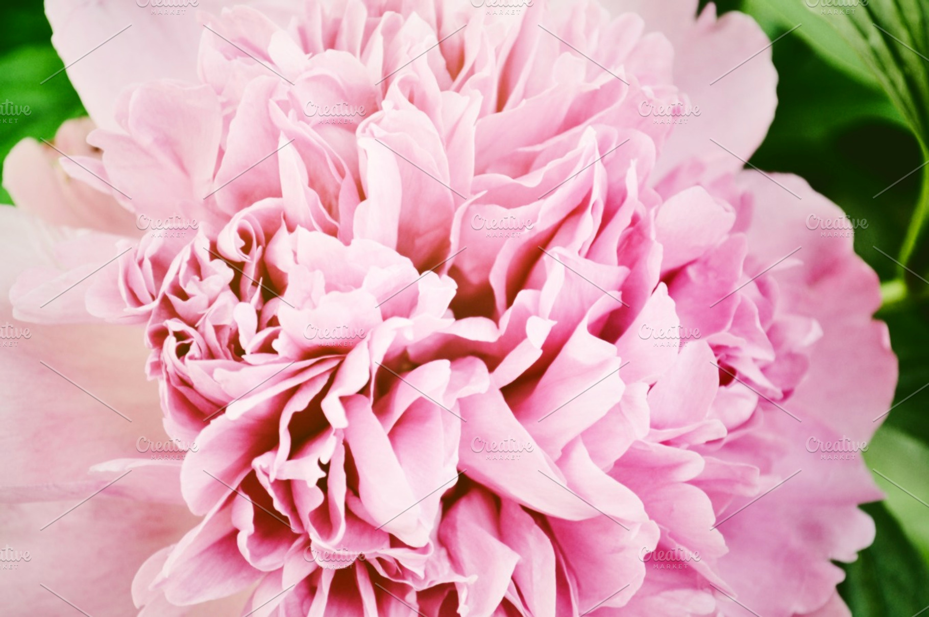 Pink peony featuring pink peonies, beauty, and beautiful flowers, a Nature Photo by SCF