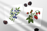 Hand drawn berries set + background, a Food Illustration by Good Studio (Thumbnail 4 of 5)
