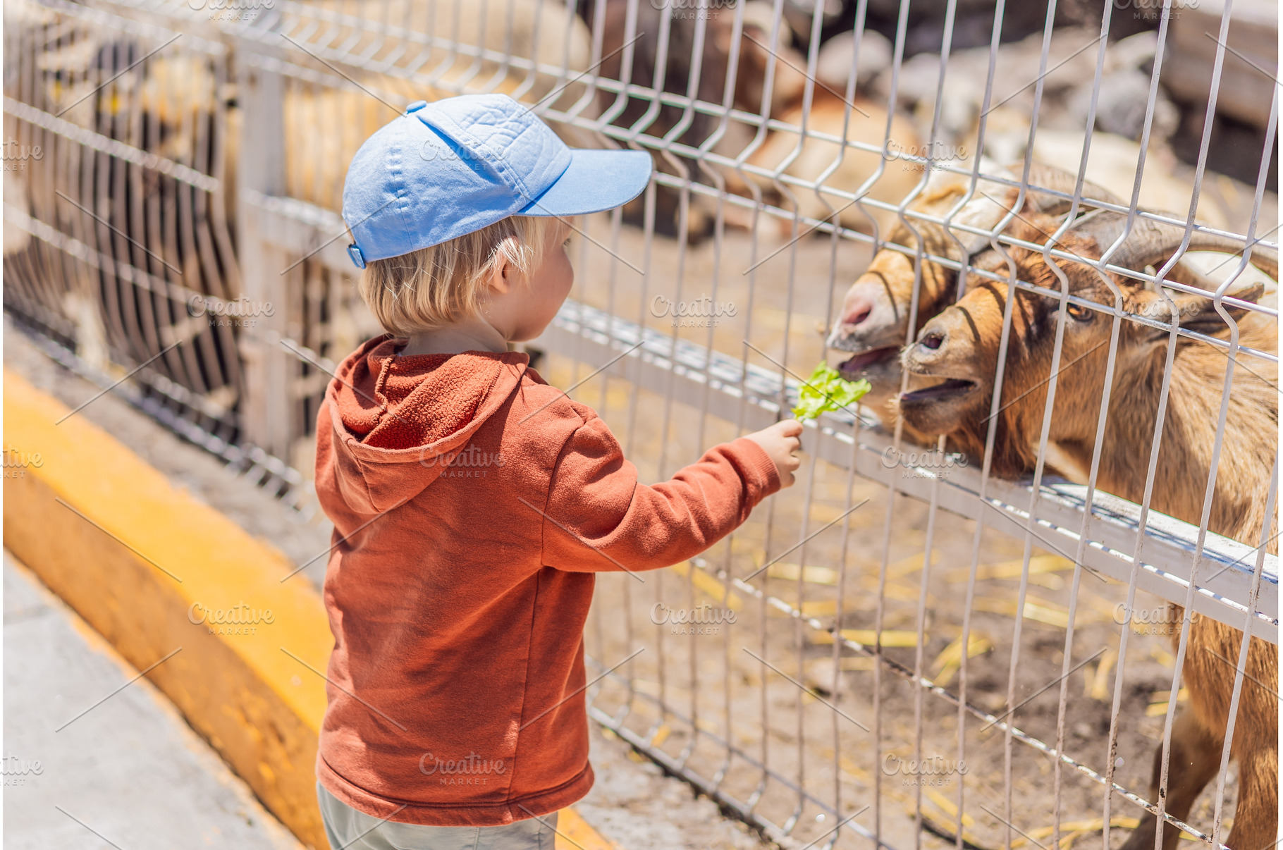 Little boy feeding goats on a farm, an Animal Photo by Elizaveta Galitskaya