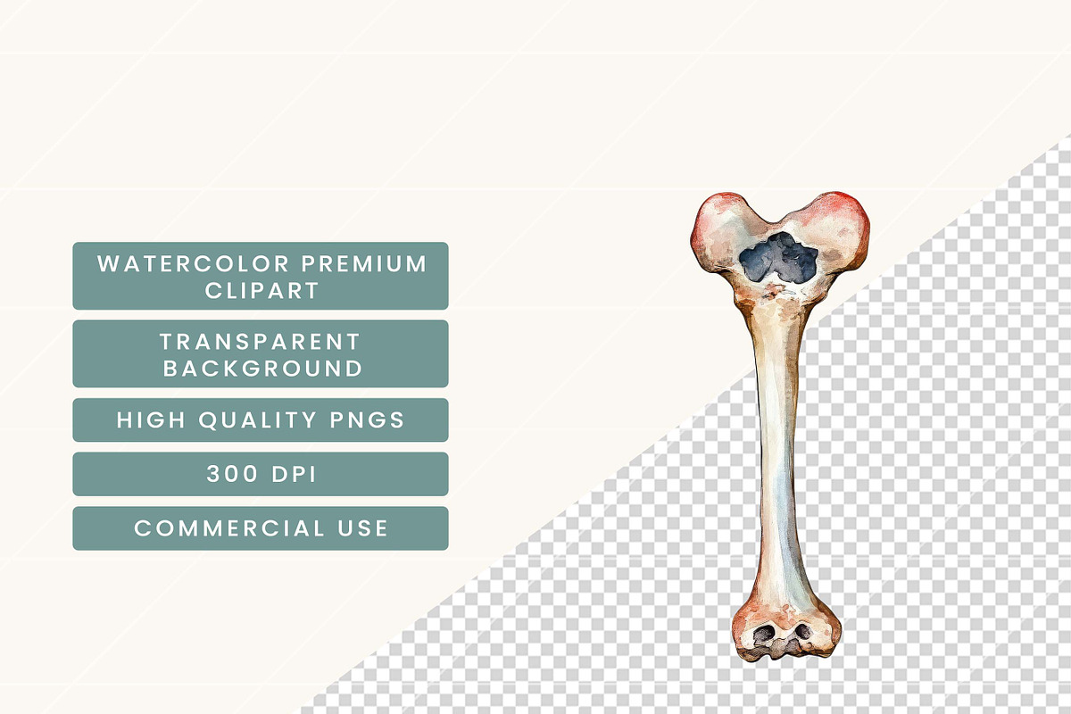 Watercolor Human Anatomy Clipart, a Person Illustration by BusyDaydesign (Photo 5 of 9)