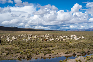 Herd of alpacas and llamas grazing in the highlands of Peru, a Photo by GoodGoods