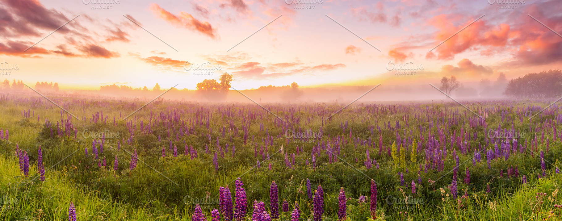 Panoramic field of lupine flowers blooming at dawn with fog. Scenic rural meado, a Nature Photo by Eugene_Photo