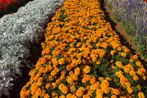 Orange Marigold Flowers