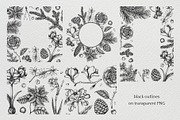 Winter Flowers Christmas Collection, a Seasonal Illustration by Yevheniia (Thumbnail 8 of 12)