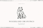 Woodland Drawings, an Animal Illustration by PeDe Designs (Thumbnail 5 of 9)