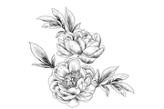 Peony Blooms, an Object Graphic by VictoriaKStudio (Thumbnail 2 of 5)