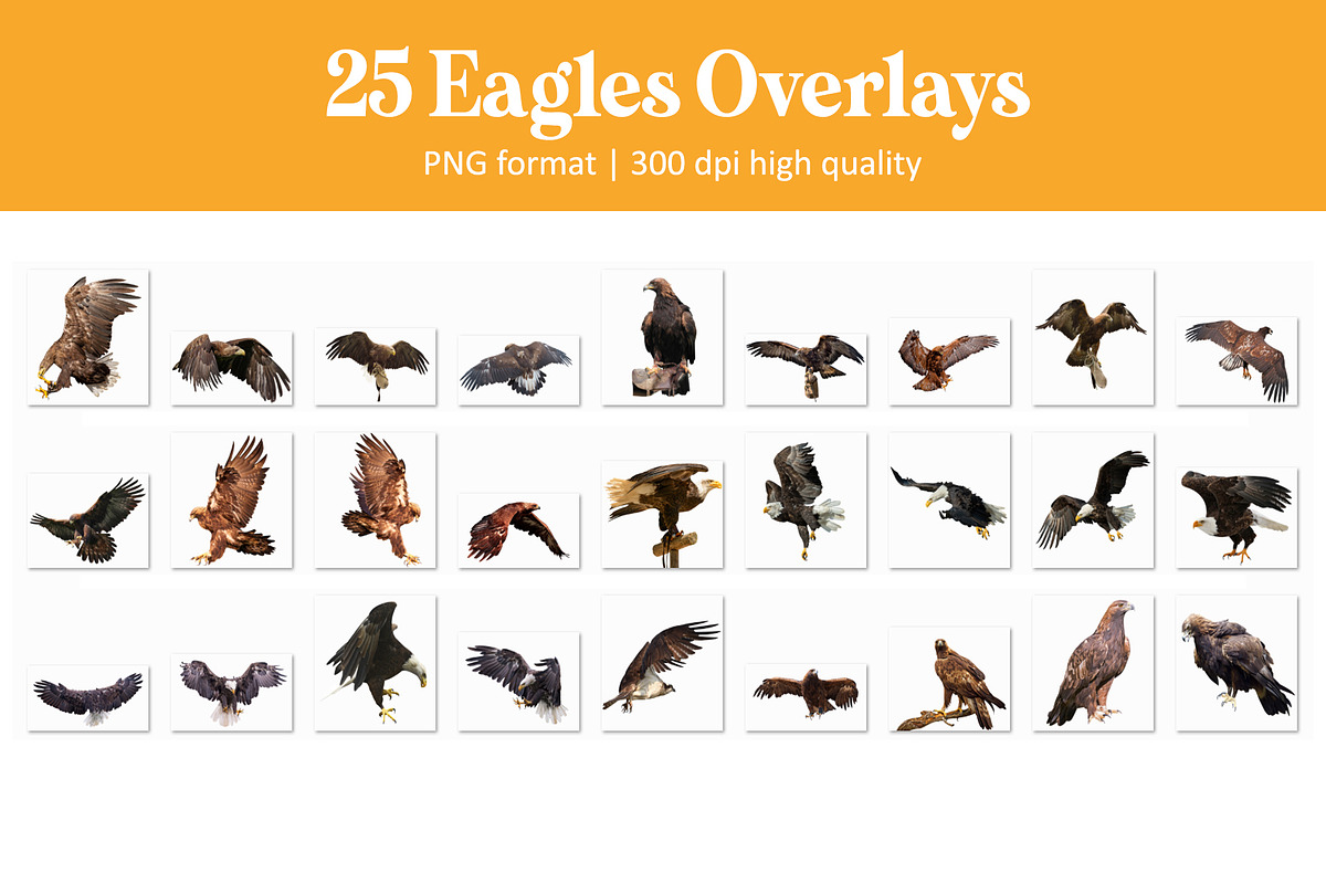 Bald Eagle Overlays, an Object Graphic by DreamyOverlay (Photo 4 of 4)