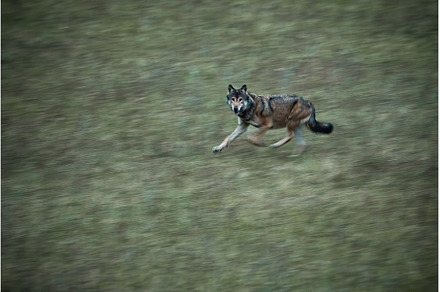 Wild wolf running fast on a meadow, an Animal Photo by WildMedia