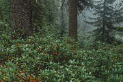 Hunter's house in forest. Photo Pack, a Nature Photo by GoodMomentShop (Thumbnail 4 of 6)