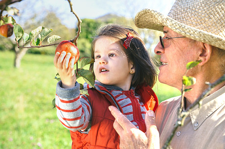 Senior man holding adorable little girl picking apples featuring senior, man, a Person Photo by davidpereiras