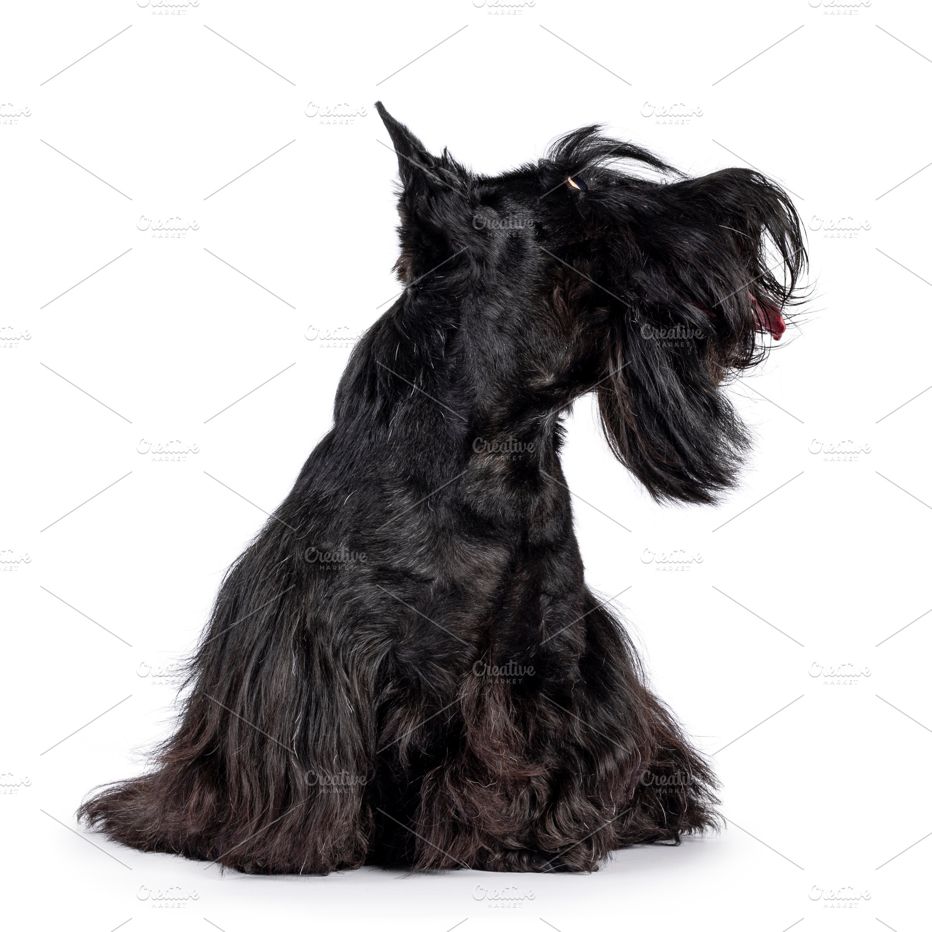 Scottish Terrier dog on white background, an Animal Photo by Cat'chy Images by Nynke