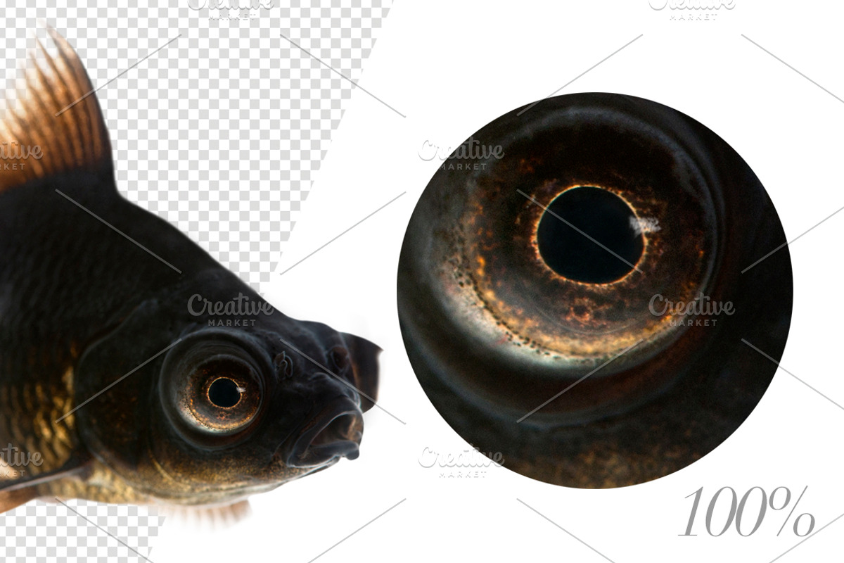 20 Fishes Cut-out High Res Pictures, an Object Graphic by Life on White