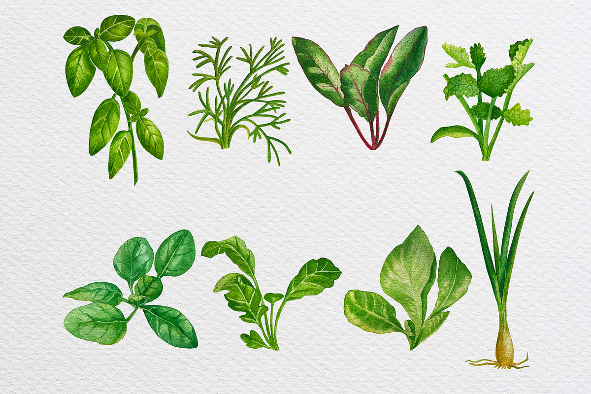 Watercolor everyday green herbs set, a Food Illustration by Fresh art by Larysa (Photo 3 of 7)