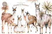Cute Llama & Guanaco Watercolor Set, an Animal Illustration by Ann Art Houze (Thumbnail 2 of 10)