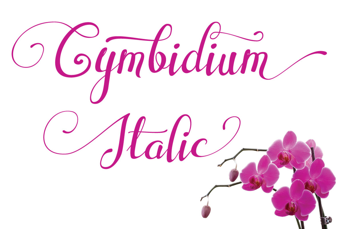Cymbidium Italic