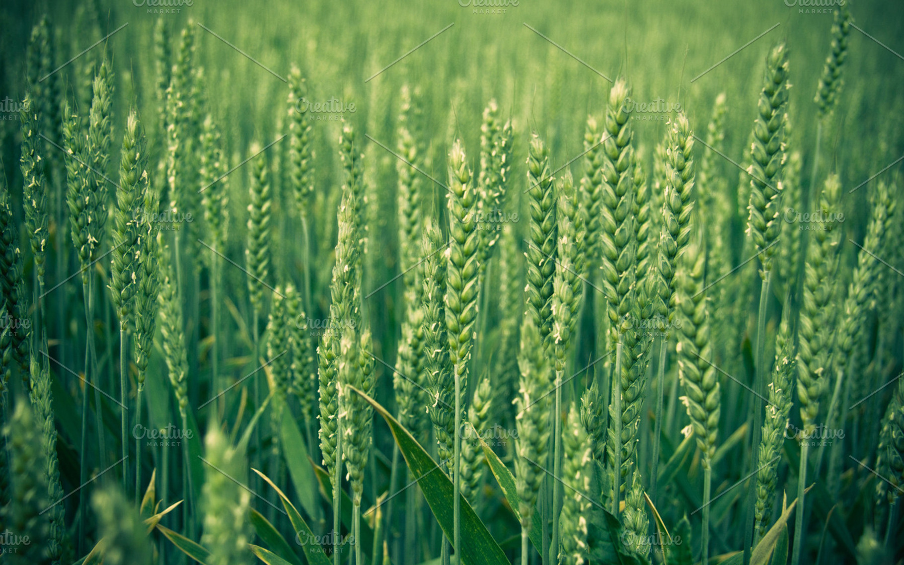 In The Field Iii Stock Photo